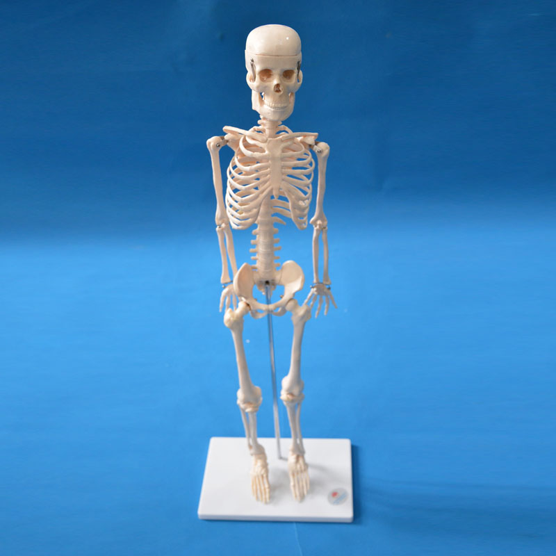 33204wģ