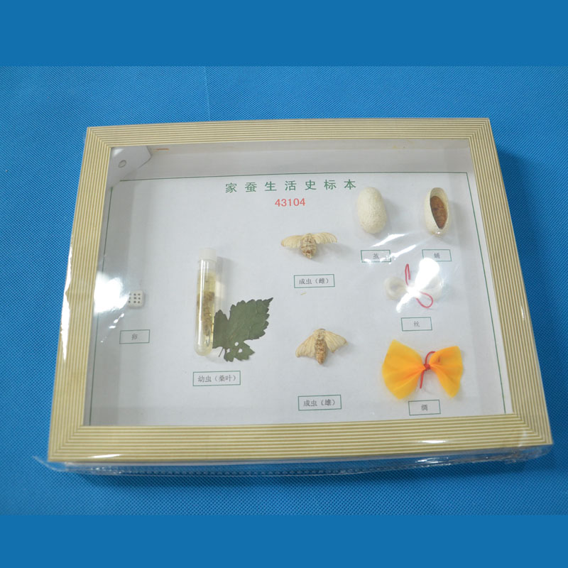 43104Qʷ˱